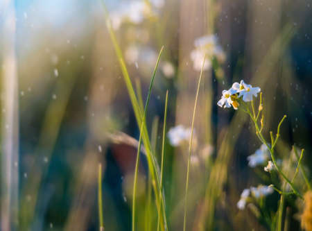 White summer flower and background. Meadow flower on dark background. White flower.の写真素材