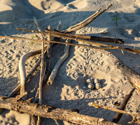 A seagull laid eggs. Bird eggs on the sea sand. Sea gull's nest. Spotted bird eggs on the shore.の写真素材