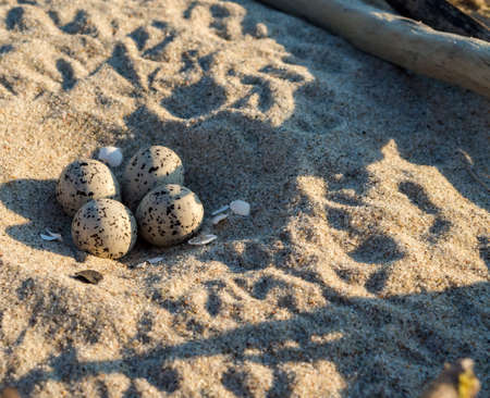 A seagull laid eggs. Bird eggs on the sea sand. Sea gull's nest. Spotted bird eggs on the shore.の写真素材