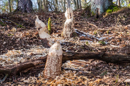Beaver teeth marks on trees. Beavers nibbled the trunk of a tree. Trees in the forest in winter.の写真素材
