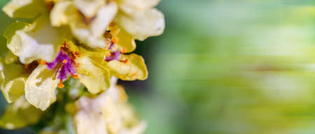 Yellow summer flower and background. Meadow flower on light background. Yellow flower with a purple...