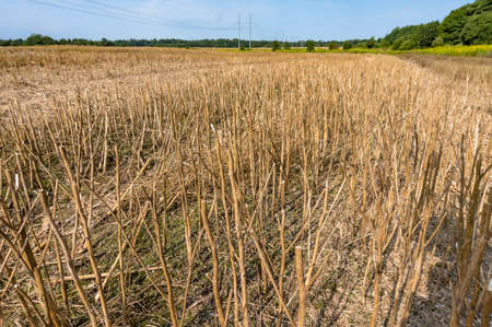 Rapeseed was removed from the fields. A field of rapeseed. Agricultural field after harvesting. A field in Autumn.の写真素材