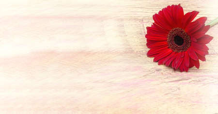 Flower on wood. Red gerber on a pink background. Burgundy flower on light wooden background.の写真素材