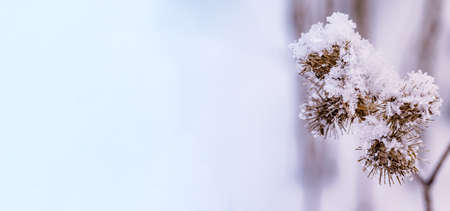 Snowflakes on yellow grass. Snow background. Grass drift on snow. Frosting of ice flakes.の写真素材