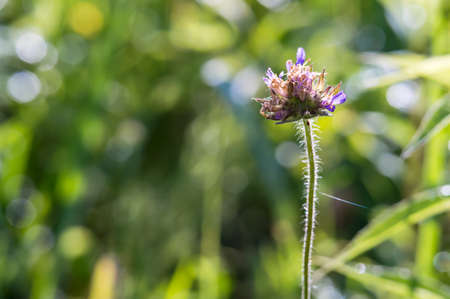 Meadow flowers. Summer landscape. Grasses in backlight.の写真素材