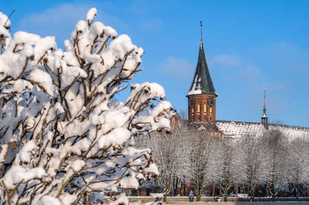 Kaliningrad, Russia, January 29, 2021. Kaliningrad Cathedral. The historical center of the city. The grave of Immanuel Kant. The Cathedral of Our Lady and St. Adalbert.のeditorial素材