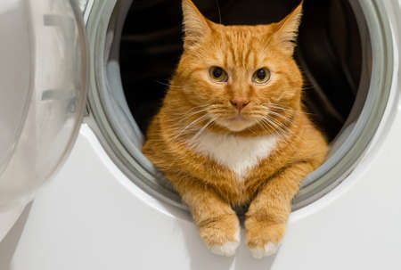 Beautiful domestic red cat. Red cat in a washing machine. The cat is clean healthy groomed.の写真素材