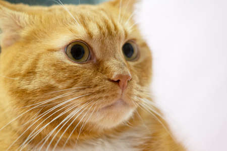 The cat is clean healthy groomed. Beautiful domestic red cat.の写真素材