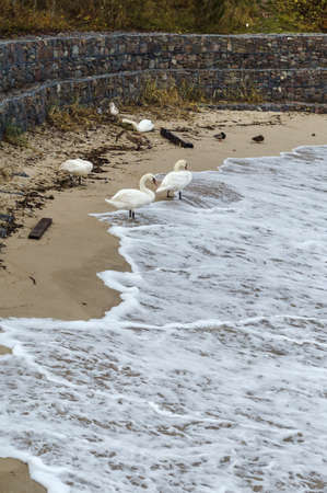 Birds and the storm at sea. Swans and ducks on the shore.の写真素材