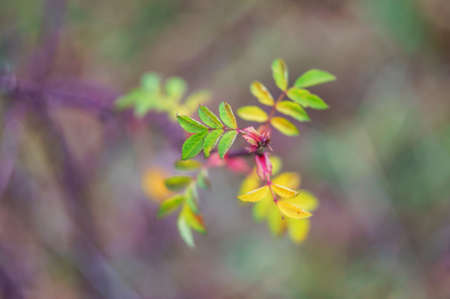 Autumn yellowed leaves. A branch with yellow leaves. Helios 44M-4.の写真素材