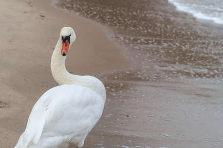 White swan. Swan on the Sea. White bird on the background of the sand.の写真素材