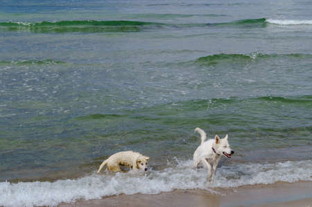 Pets frolicking on the seashore. Dogs playing on the beach.