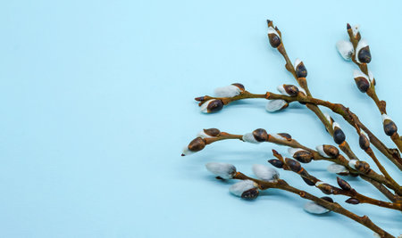 The buds on the willow branches. The willow tree on a blue background. Willow branches with fluffy buds.の写真素材