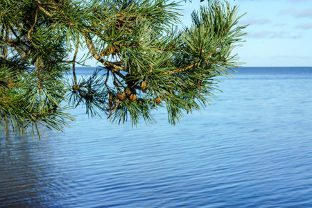 Pine branch on the background of the sea. A branch of a coniferous tree. The green needles of spruce.の写真素材