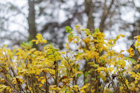 Yellow leaves on bushes. Autumn landscape. Background bokeh.の写真素材