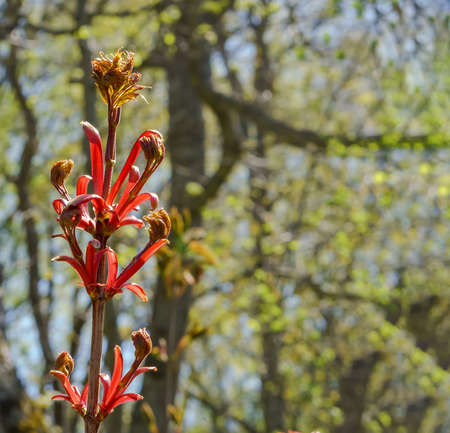 spring landscape. Young leaves on the tree. A blossoming branch.