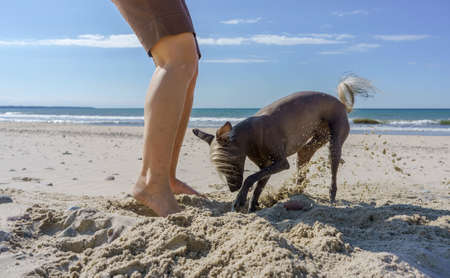 Pedigree dog Mexican Crested Dog or Xoloitzkuintli. A pet dog on a sea beach.の写真素材