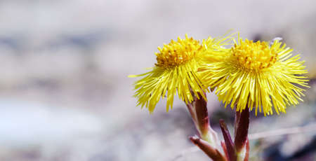 The yellow flowers are large. Tussilago. mother and stepmother flowers. Blooming yellow wildflowers.の写真素材