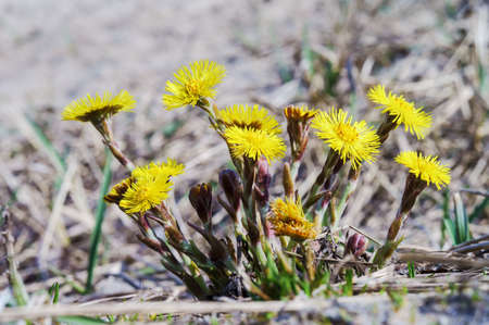 The yellow flowers are large. Tussilago. mother and stepmother flowers. Blooming yellow wildflowers.の写真素材