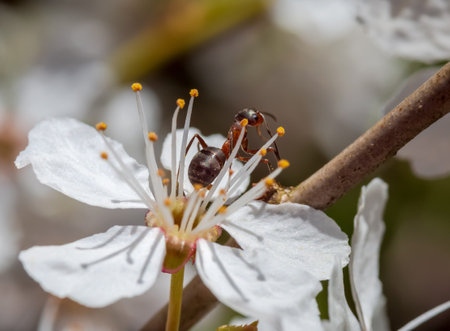 A white flower in close-up. Ant insect in the flowers. Spring and blooming flowers.の写真素材