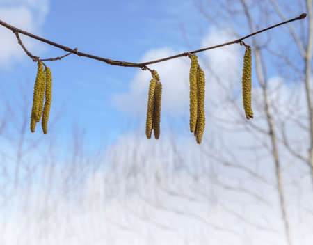 Earrings on a tree. Spring catkin against the blue sky. Trees in bloom in spring.の写真素材