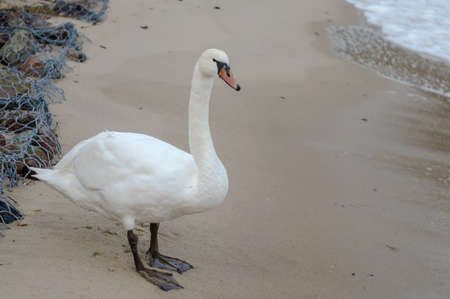White swan. Swan on the Sea. White bird on the background of the sand.の写真素材