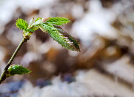 Young leaves on the branches. spring forest. Fresh leaves on a tree.