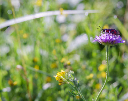 postcard summer. A bug on a wildflower. Meadow flower in the grass.