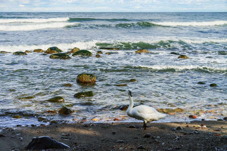 Rocks on the seashore. The sandy shore of the sea. Waves on the Baltic Sea.の写真素材
