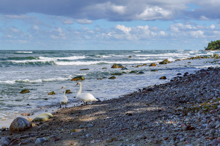 Rocks on the seashore. The sandy shore of the sea. Waves on the Baltic Sea.の写真素材