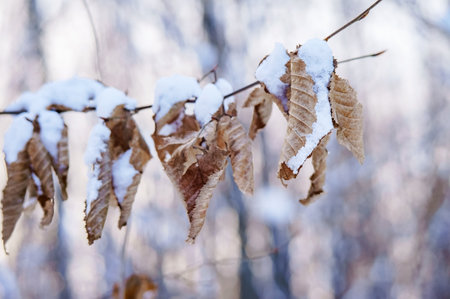 Snow covered the grass and bushes. Grass in the snow. White, crystalline snow on the trees.の写真素材