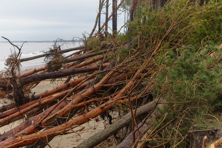 The storm at sea. Trees felled by the hurricane. Destruction of a pine forestの写真素材