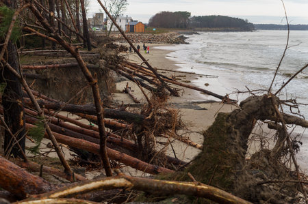 The storm at sea. Trees felled by the hurricane. Destruction of a pine forestの写真素材