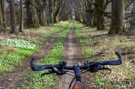 Black bicycle in the forest. Riding a bicycle on a forest trail.の写真素材