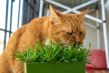 A cat and a pot of grass. Domestic ginger cat. Red cat eats grass.の写真素材