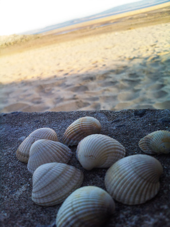 A group of seashells on concrete with the beach in the background.