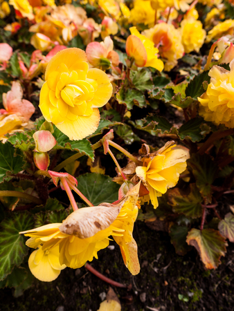 Closeup image of a group of yellow flowers.の写真素材