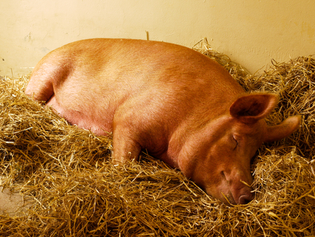 A pig sleeps on a large pile of hayの写真素材