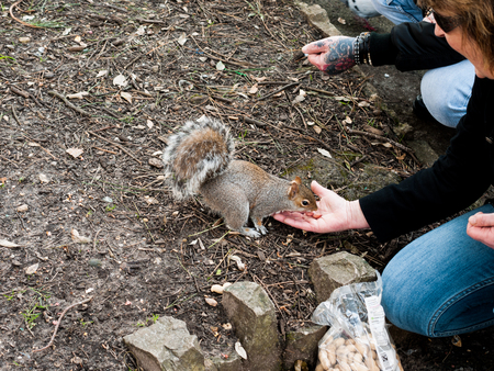 A woman kneeling down to feed a brown squirrel nuts.の写真素材