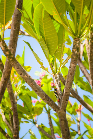 caterpillar in plantの写真素材