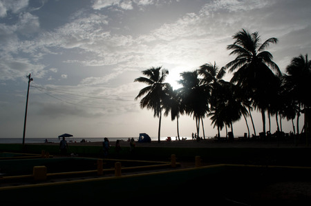 Silhouette of Crash Boat Beach Palm Treesの写真素材
