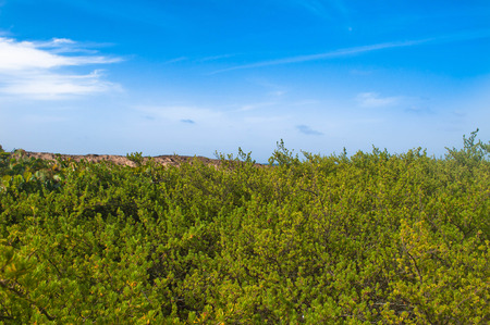 Beach plants, blue sky and cloudsの写真素材