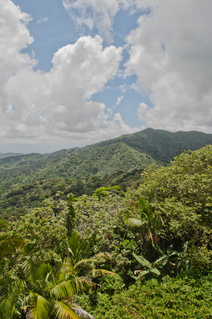 El Yunque National Raiforest, peak mountainの写真素材