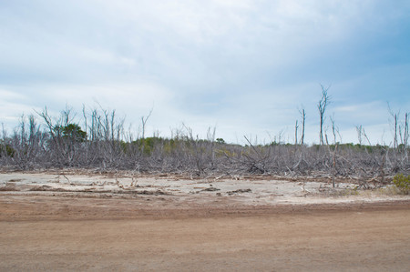 Dry Forest in the Caribbean, Cabo Rojo, PRの写真素材