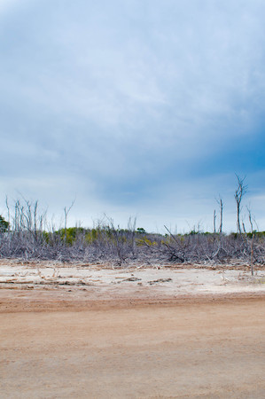 Mysterious Forest Scenery in Cabo Rojo, PRの写真素材