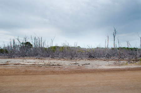 Dry forest landscapeの写真素材