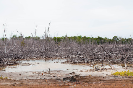 Mysterious forestの写真素材