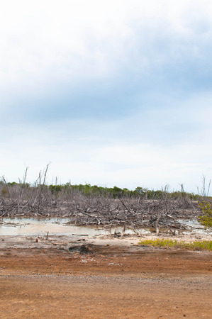Dry forest debris in Cabo Rojo, PRの写真素材