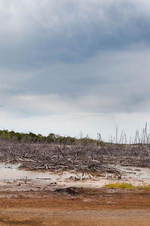 Dry forest debris in Cabo Rojoの写真素材