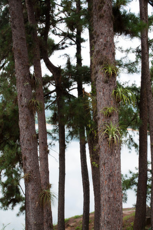 In to the woodsの写真素材